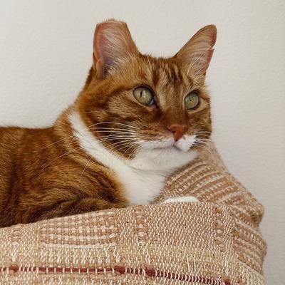 Portrait of creator mangotheknockout