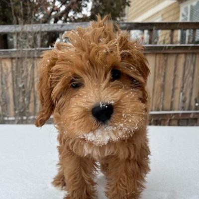 Portrait of creator finnsdale