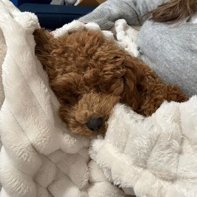 Portrait of creator life_love_health_dogs