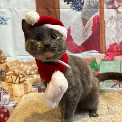 Portrait of creator kayleemakenz