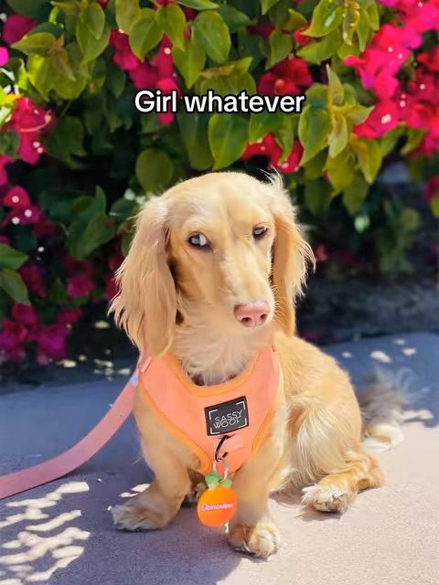 Post by clementinethedox