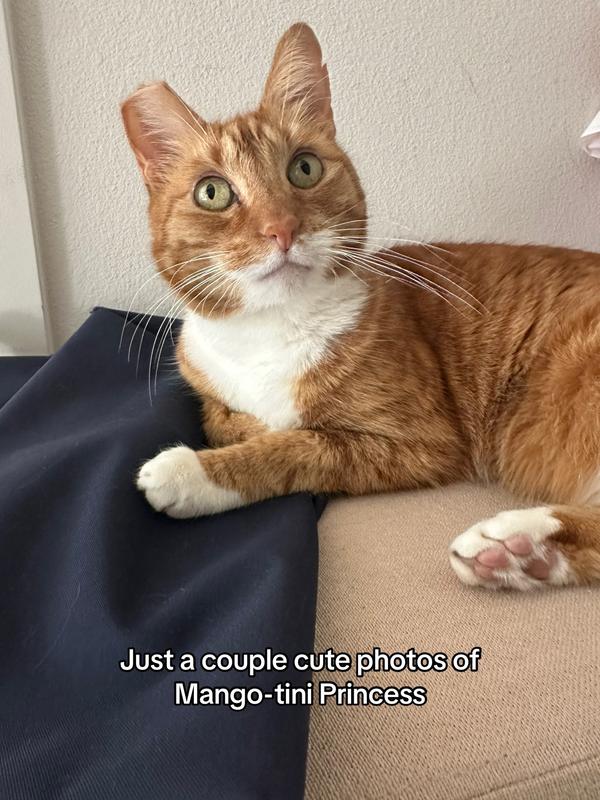 Post by mangotheknockout