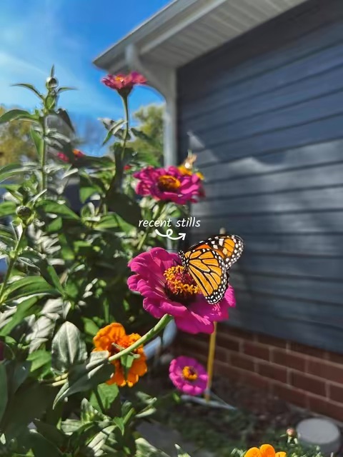 Post by simplysophia._