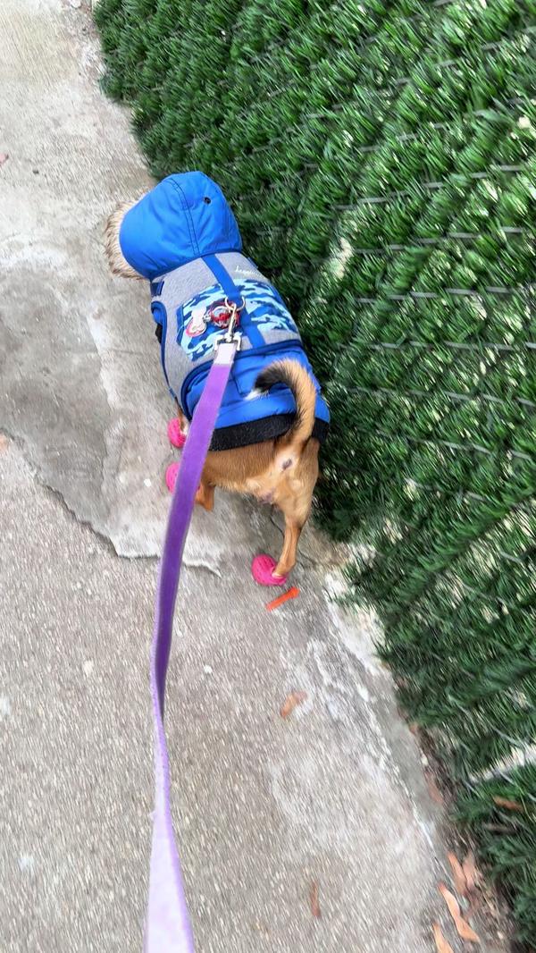 Post by thepuppytoddlers