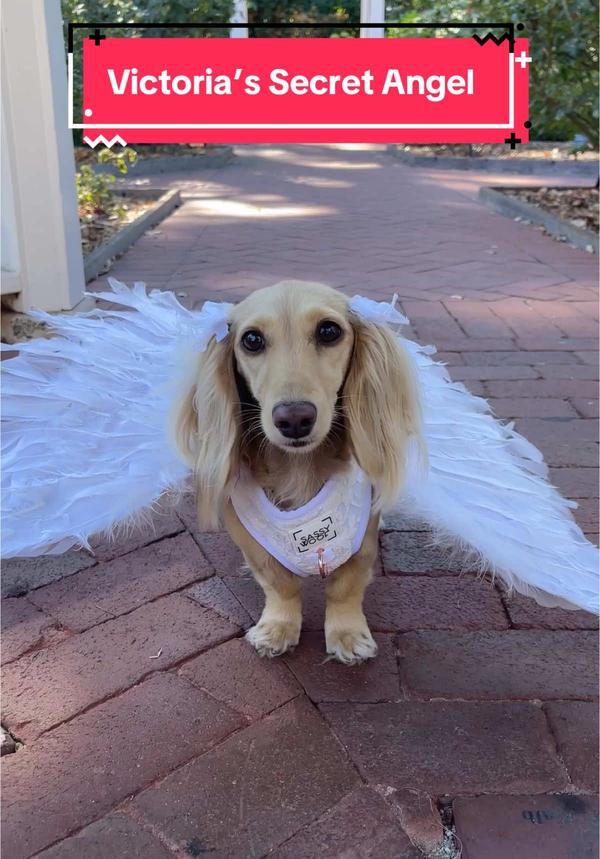 Post by clementinethedox