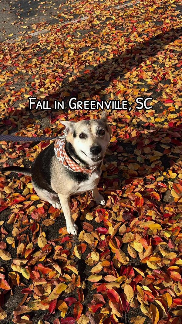 Post by blackvelvetchic.tok