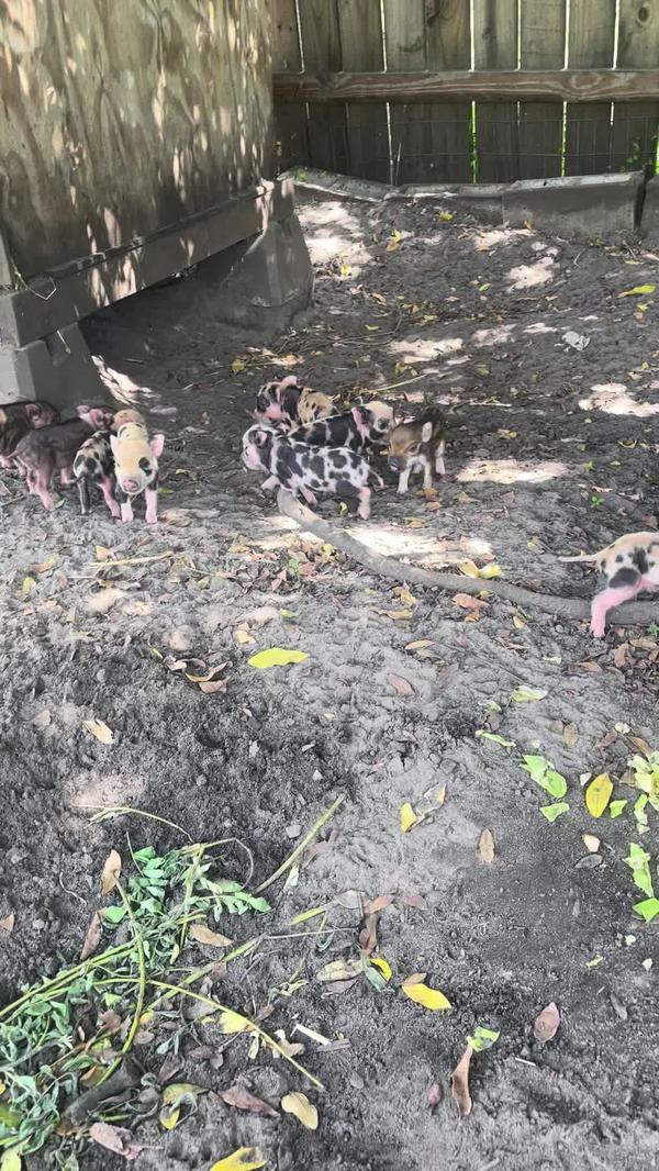 Post by oakleysfunnyfarm