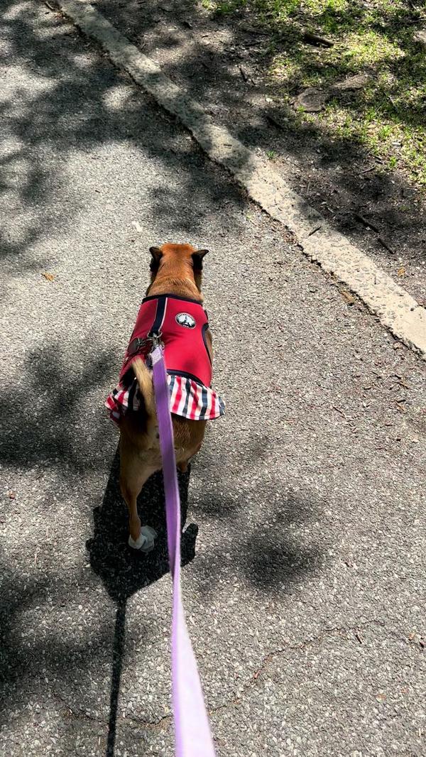 Post by thepuppytoddlers