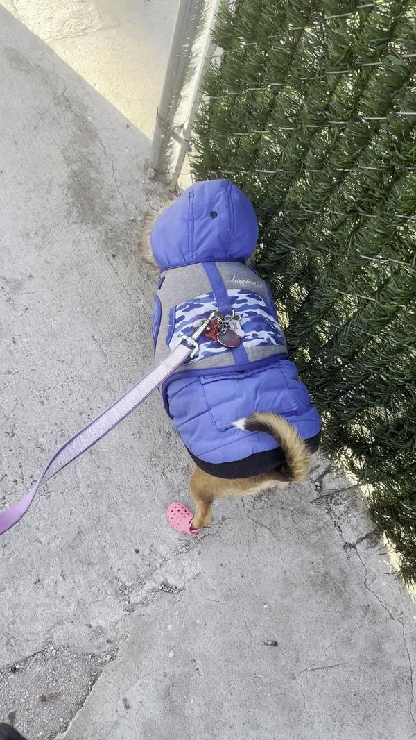 Post by thepuppytoddlers