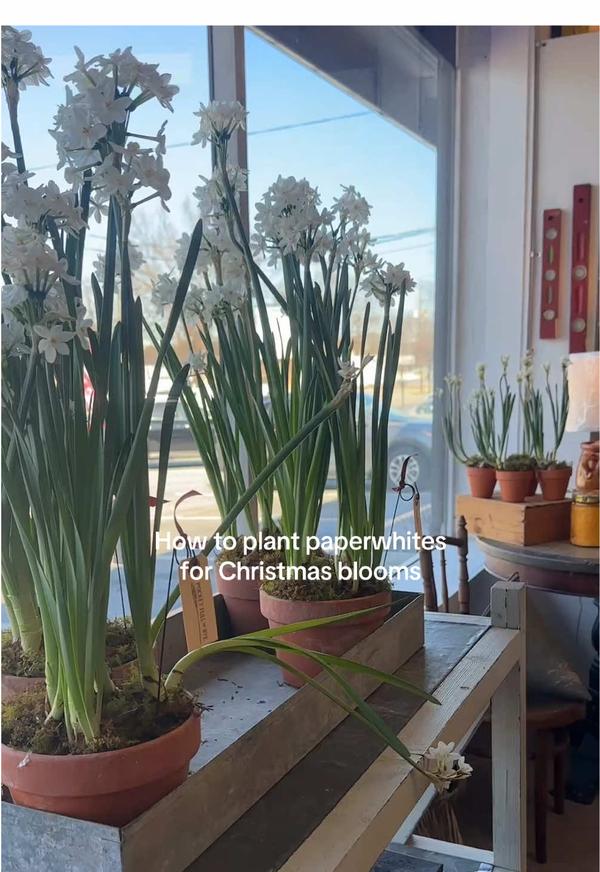 Post by cotesworthcollection