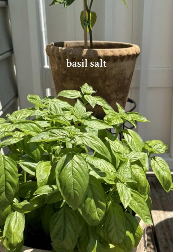 Post by julia.m.stella