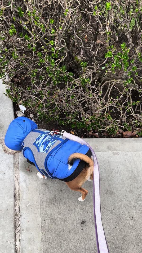 Post by thepuppytoddlers